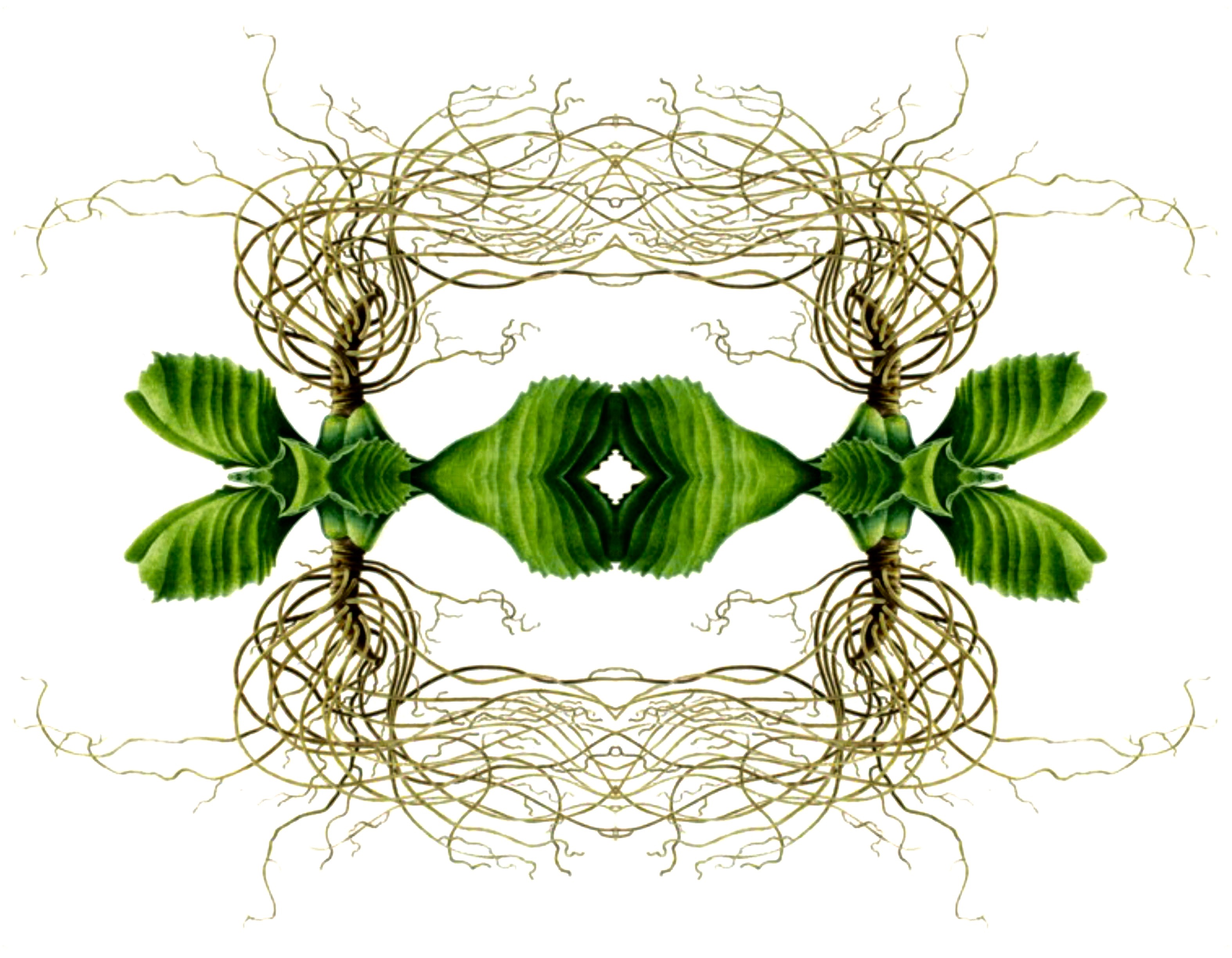 mirrored greenery and winding vines/tendrils